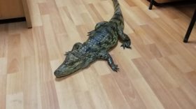 Житель Тарноги пришел в отдел полиции с крокодилом в сумке
