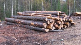 Житель Бабушкинского района незаконно нарубил леса на 100 тысяч рублей
