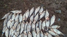 В Череповецком районе задержали браконьера, ловившего рыбу в нерест