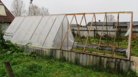 Житель Тарногского района выращивал коноплю в теплице на приусадебном участке