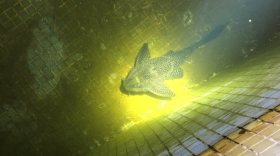 В Вологде зоозащитники спасли выпущенного в фонтан аквариумного сома