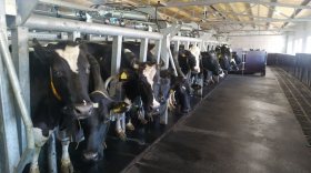 Власти Вологодского округа признали падение закупочных цен на молоко серьезной проблемой для фермеров