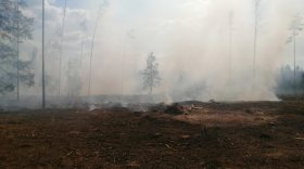 В Вологодской области зафиксирован первый лесной пожар