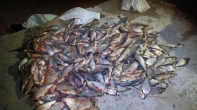 На реке Шексне полиция задержала браконьеров, которые успели выловить 360 рыб