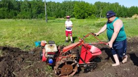 Садить картошку на огородах в этом году планируют 45% владельцев участков в Вологде