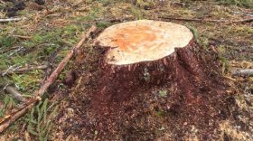 Устюжанин незаконно вырубил лес на 270 тысяч рублей