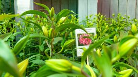 Ярмарка лилий открылась в ботаническом саду Вологды