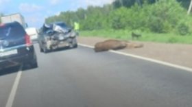 В Великоустюгском районе автомобиль сбил выбежавшего на дорогу лося