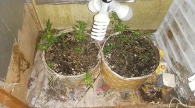 Житель Вологодского района выращивал коноплю в квартире