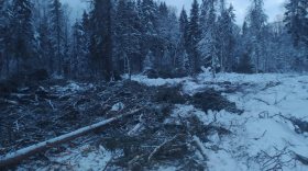 В Вашкинском районе 23-летний рабочий погиб при валке леса