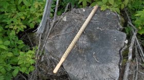 В Череповце будут судить чёрных лесорубов, которые занимались заготовкой древесины под видом расчистки полей от кустов