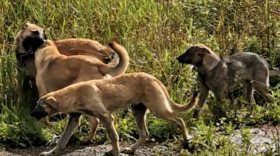 Бездомные собаки вывели заблудившихся грибников из леса в Вологодском районе
