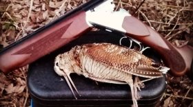 Вальдшнепа, окольцованного во Франции, подстрелили на охоте в Вологодской области