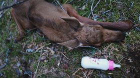 Череповецкие зооволонтеры спасли осиротевшего лосёнка, его маму могли убить браконьеры