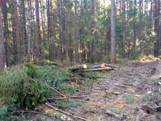 В Вологодской области за 9 месяцев незаконно вырубили леса на 334,8 млн рублей