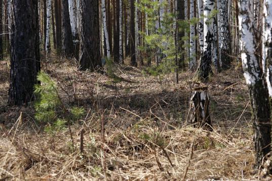 В лесу в Вологодском районе нашли тело 53-летнего Юрия Житова, пропавшего в 2017 году