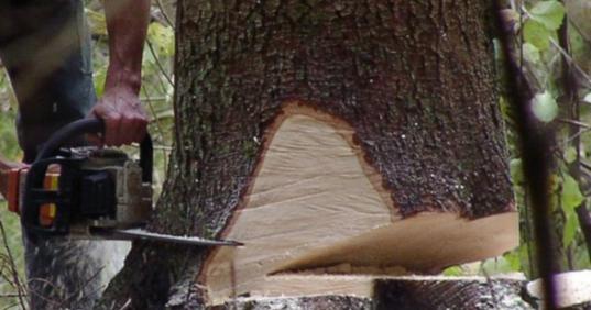 В Вытегорском районе лесоруба насмерть придавило спиленным деревом