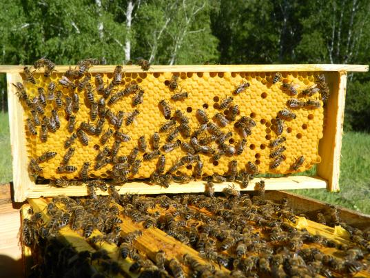 Cеминары и курсы для пчеловодов будут проводить в Вологодской молочно-хозяйственной академии