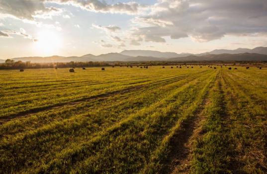 Пустующие земли сельхозназначения будут раздавать бесплатно в трех районах Вологодской области