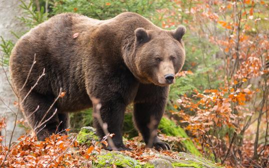 В Грязовецком районе медведь убил охотника 