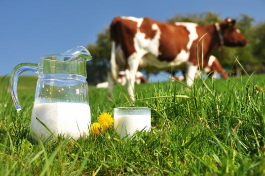 Самое вкусное молоко в области производят в Усть-Кубинском районе