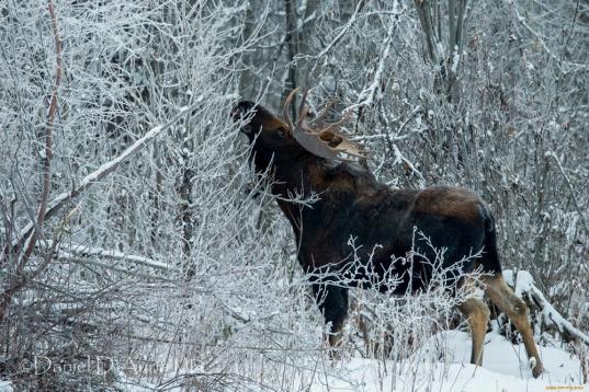В Чагодощенском районе возбудили два новых уголовных дела о браконьерстве