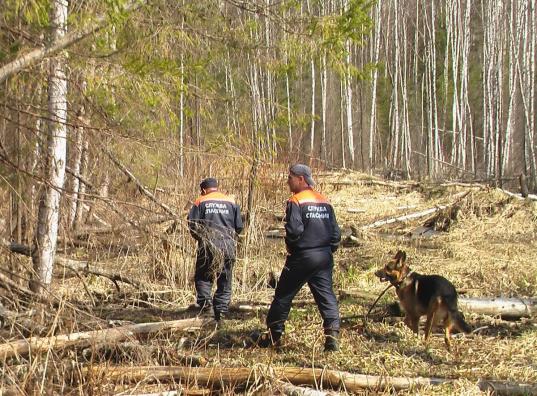 В Великоустюгском районе в лесу нашли тело 63-летнего охотника