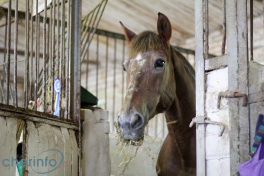 В Череповце ищут инвесторов на строительство конно-спортивного комплекса