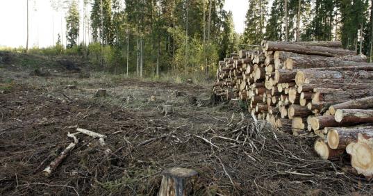 В Великоустюгском районе глава поселения разрешил незаконно вырубить лес на 35,7 млн рублей