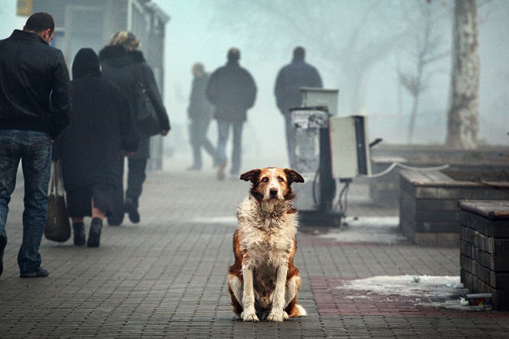 Догхантеры объявили о масштабной акции травли собак, в том числе и в Вологде