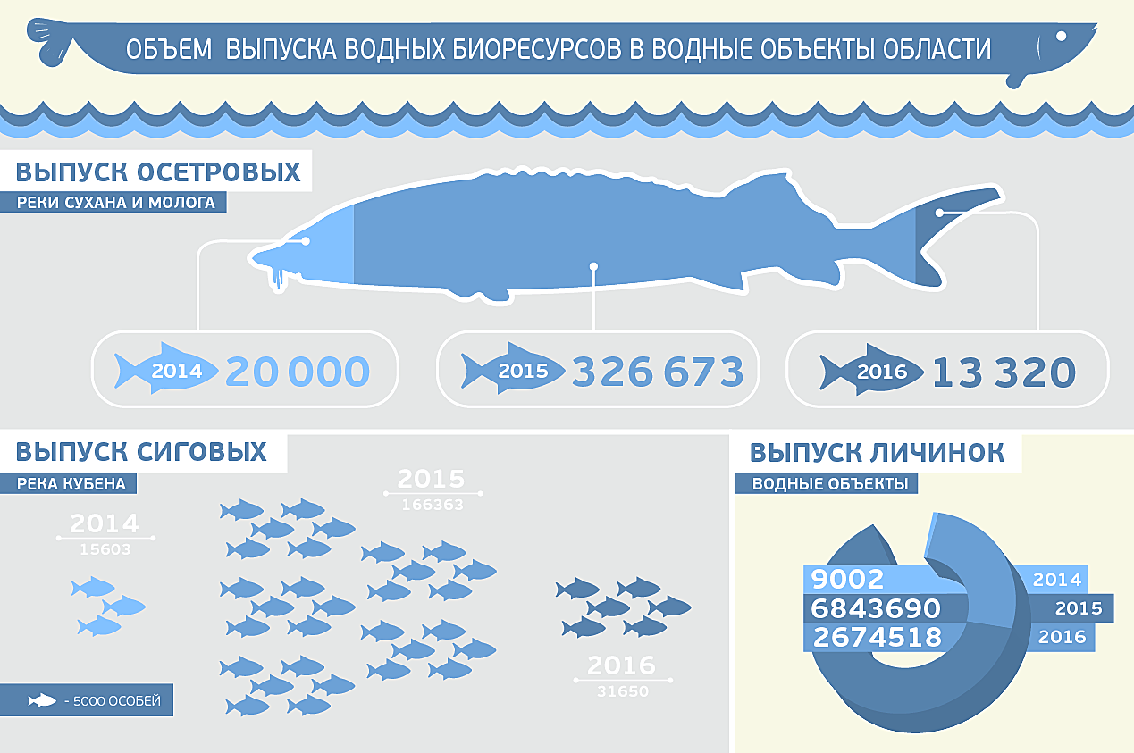 Объекты водных биологических ресурсов. Стерлядь река Молога. Выпуск стерляди на Мологе. Идентификация водных биоресурсов. График воспроизводства осетровых.