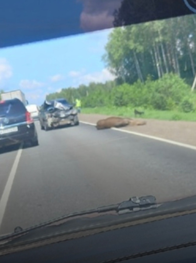Сбил лося на дороге штраф. Сбили лося в Вологодской области.