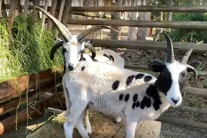 В зоопарке Великого Устюга поселились уникальные четырехрогие овцы
