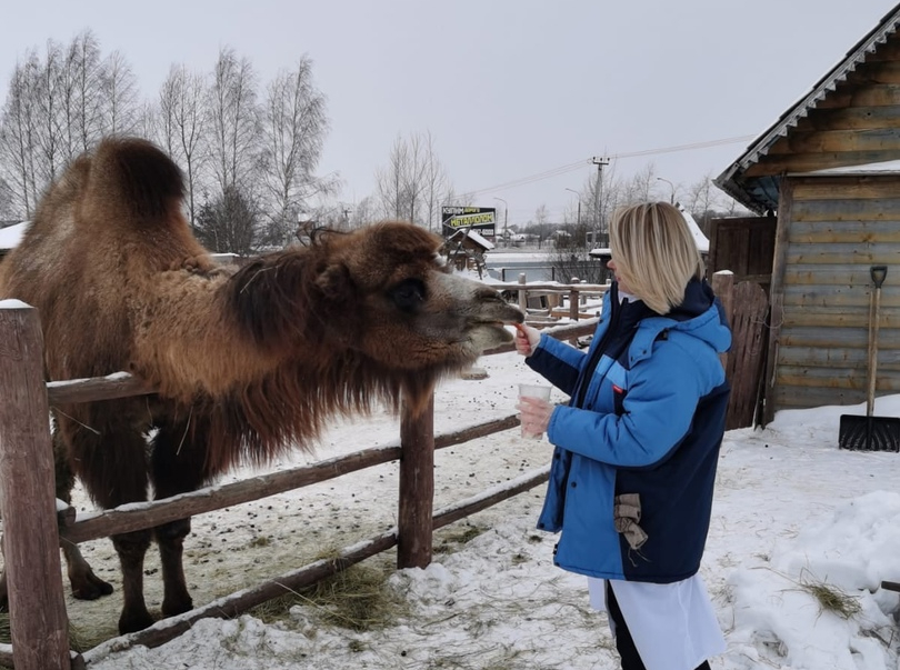 Ветеринары Вологодского района поинтересовались, как на Вологодчине живется верблюду и дикообразу