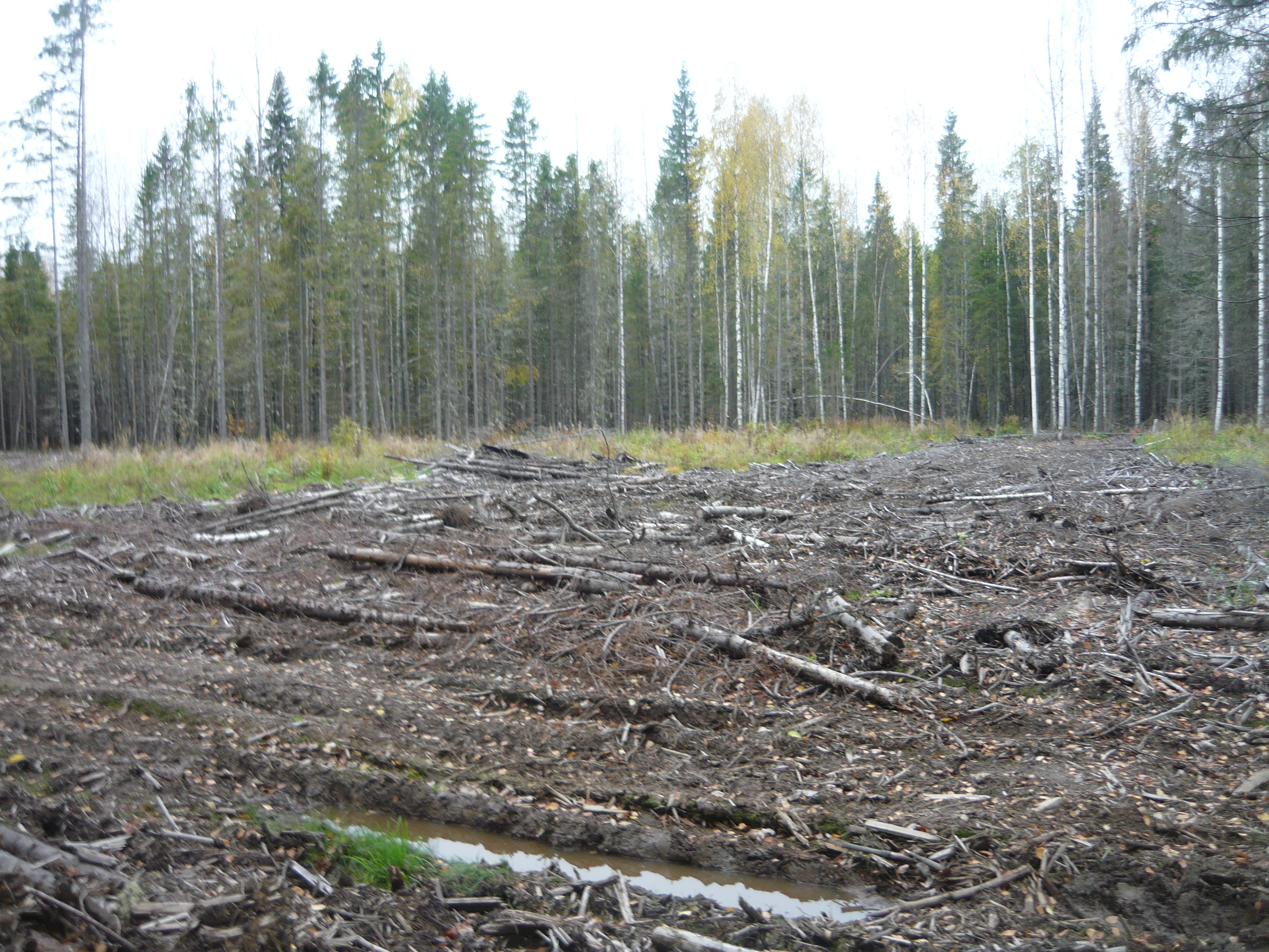 Делянки леса под вырубку Вологодская область