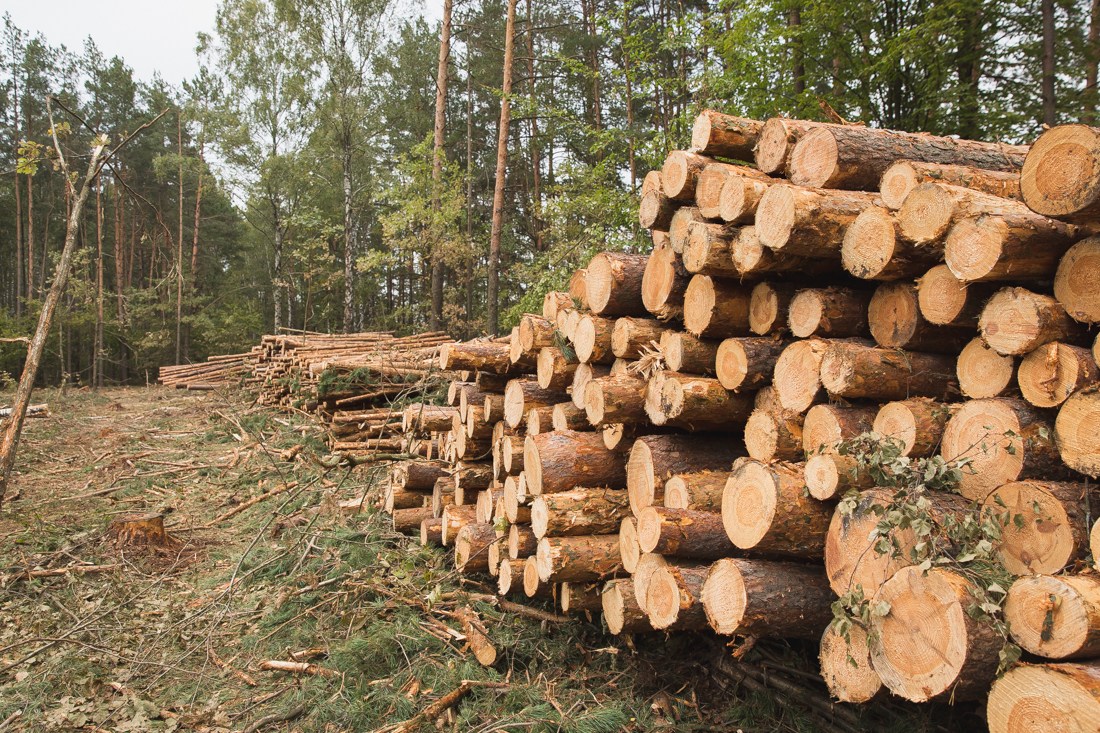В Вытегре нашли тело пропавшего с лесной делянки сторожа