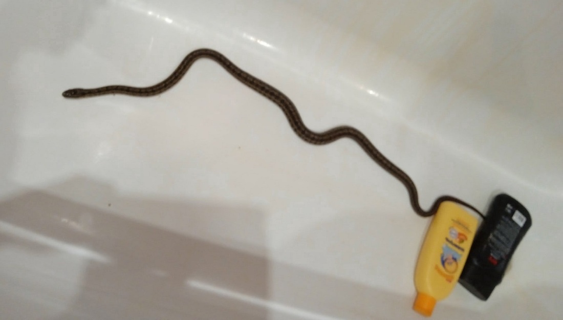 Жительница Вологды обнаружила у себя в ванной метровую змею
