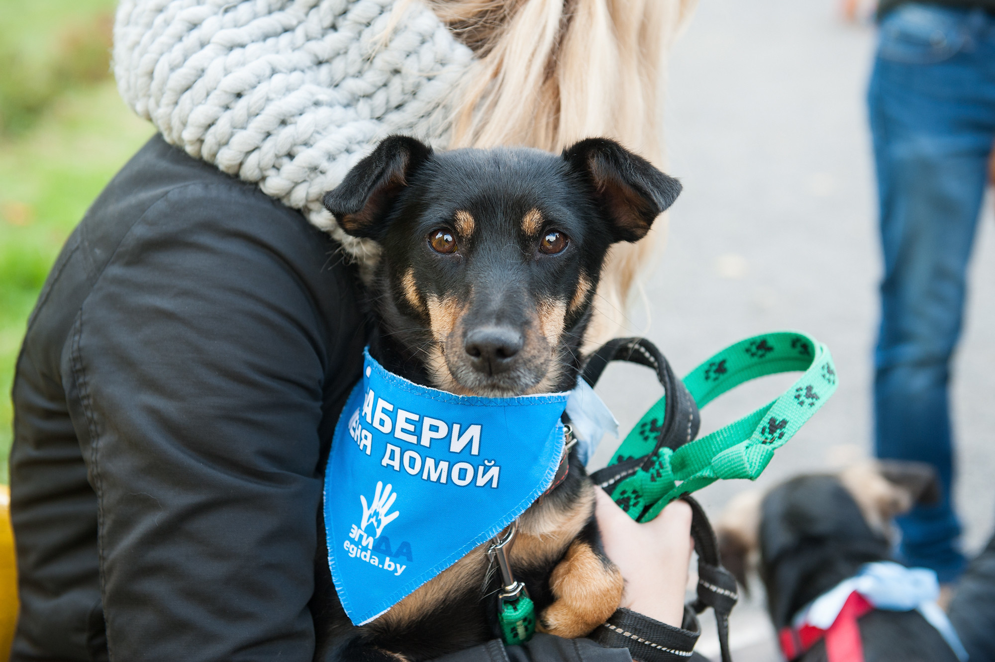 Фото собак на пристройство