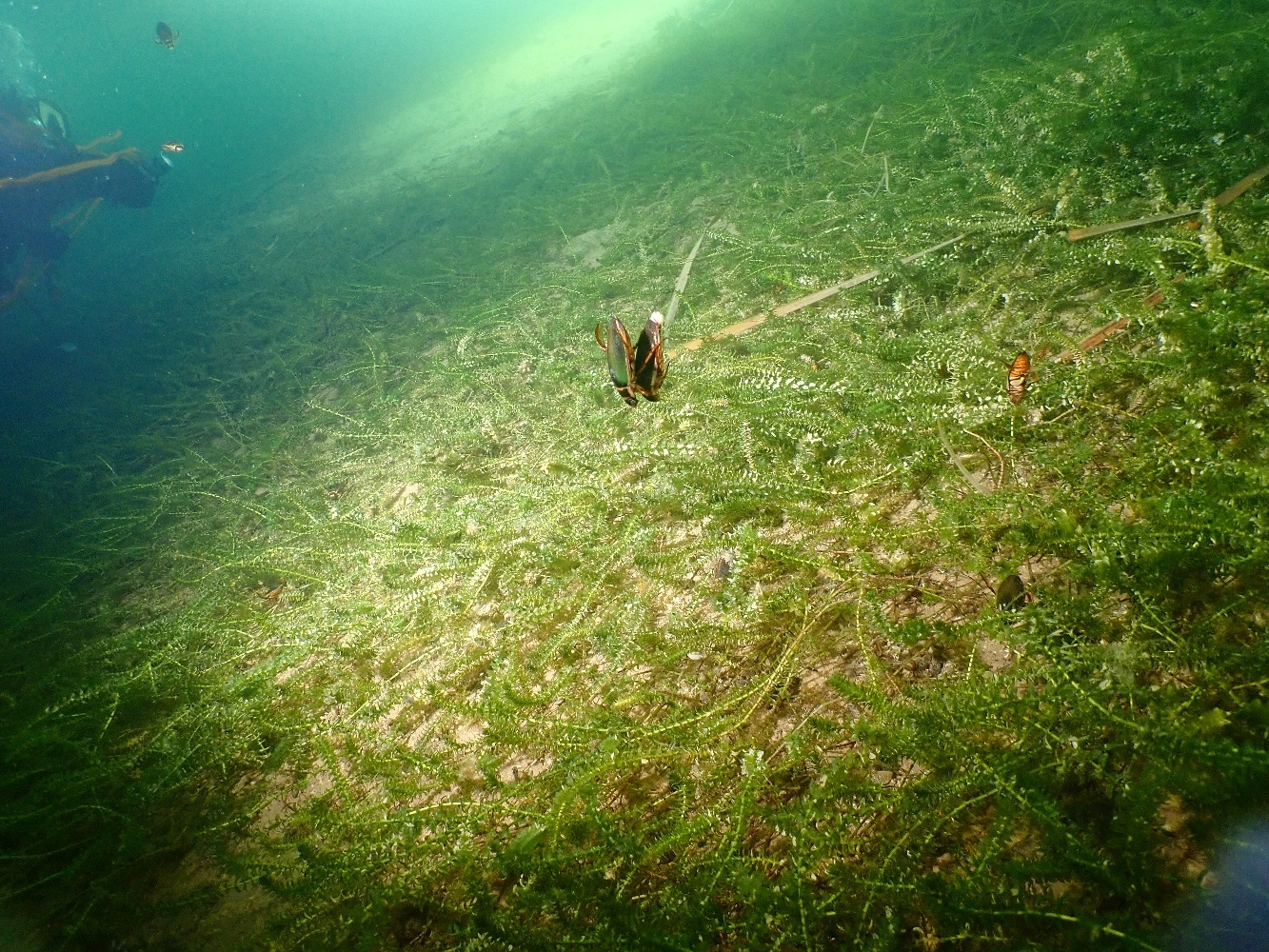 Фото под водой нижний новгород