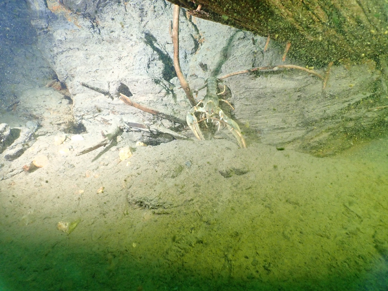 На какой глубине водятся