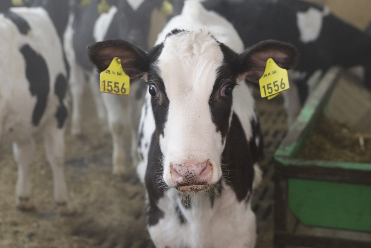 В хозяйствах Вологодчины за прошлый год произвели молока более 580 тысяч тонн. Рекорд за 27 лет