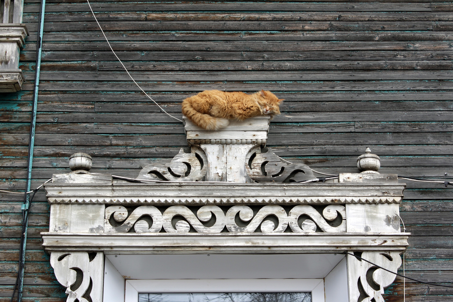 Кот на карнизе. Вологодский кот. Вологодский кот рыжий. Кошачья столица России. Дом с котами на фасадах в СПБ.
