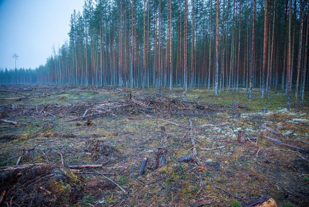 Изм лес. Бабаевский район лес. Вырубка леса Вологодской области. Вырубка лесных массивов. Массивная вырубка леса.