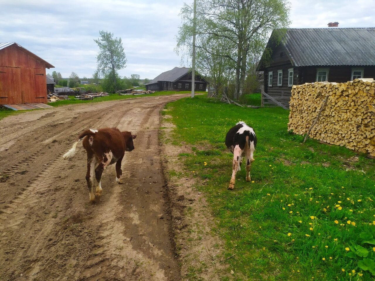 Корова во дворе