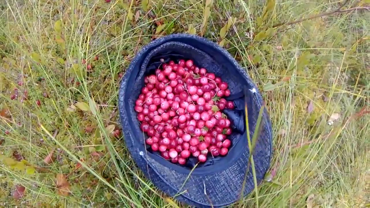 Собранную клюкву. Сбор ягод на болоте. Сбор клюквы на болоте. Собирают клюкву на болоте. Сбор ягоды в Калининграде.