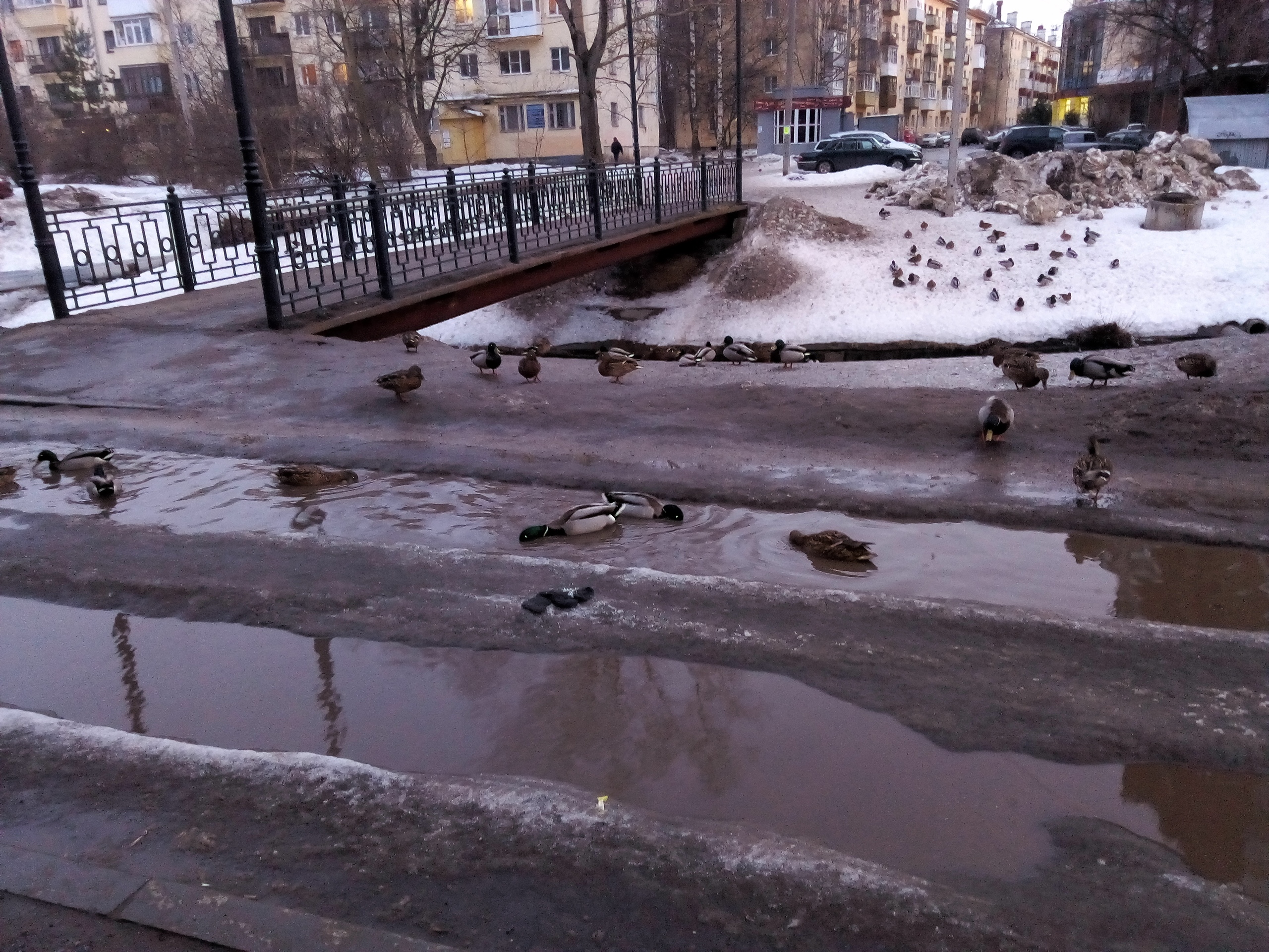 Утки радуются водному прогрессу в благоустройстве улиц