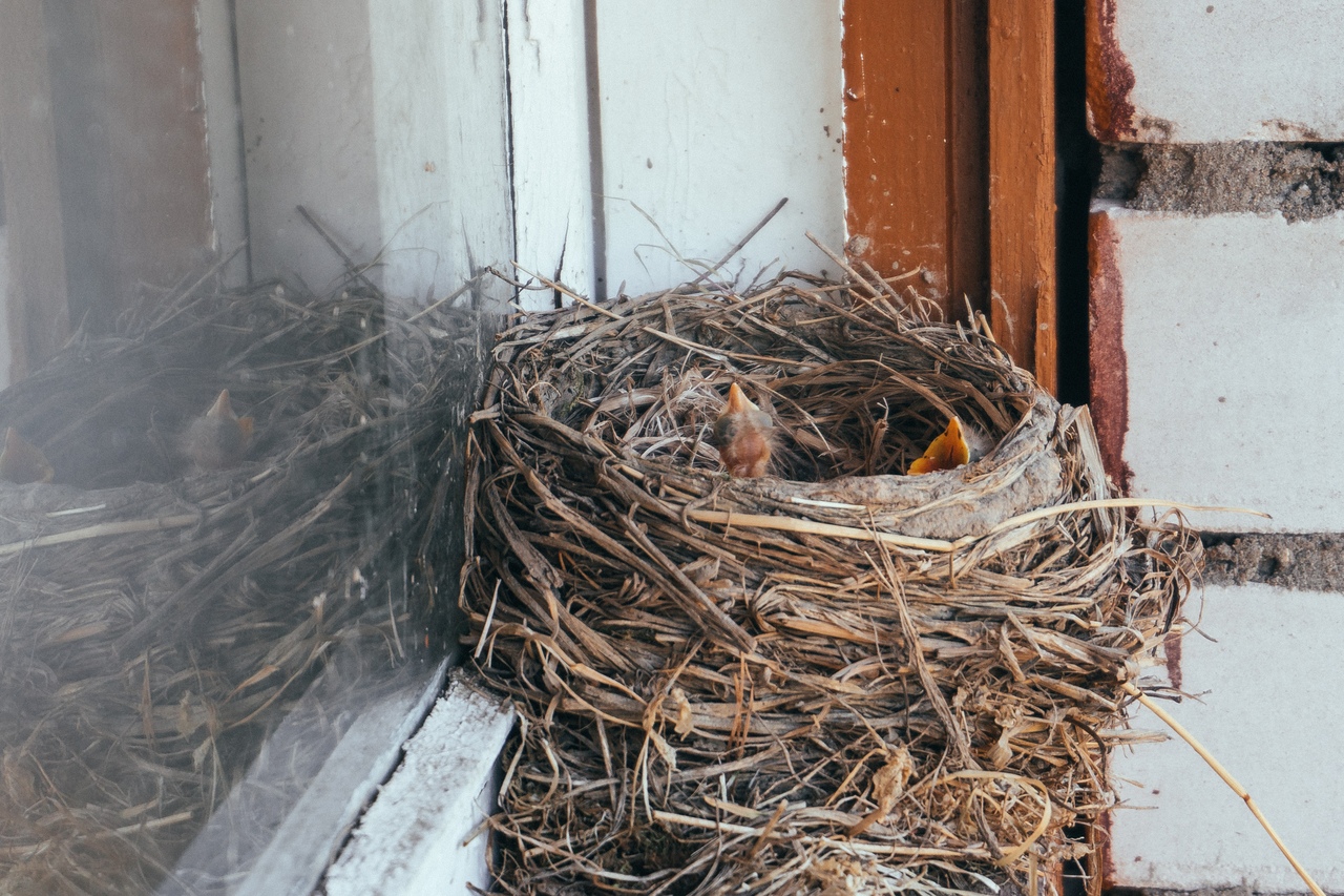 Гнезда птиц под крышей дома. Дрозд свил гнездо. Гнездо Пичуги. Дрозд свил гнездо примета. Птицы свили гнездо.