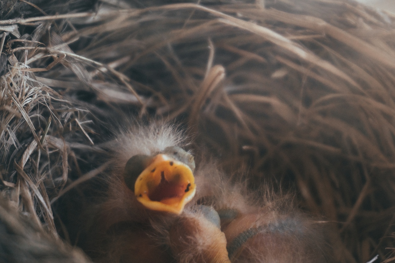 Желторот это. Птенец дрозда коричневого. Новорожденные птенцы дрозда. Птенец с усиками. Птенец дрозда новорожденный.