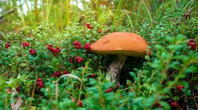 Самозанятым в России разрешили собирать грибы и ягоды на законодательном уровне