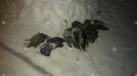 Жители Вологды заметили на улице мертвых птиц